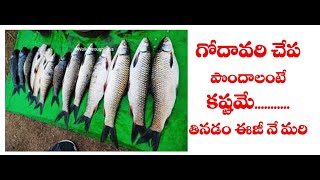 Rajahmundry | Jampet Fish Market | Godavari Fishes | JK TV