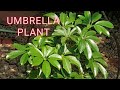 Schefflera plant/Umbrella tree/Umbrella plant