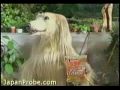 creepy japanese commercial dog