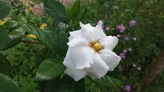 Cape Jasmine / Common Gardenia