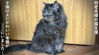 引っ越しで捨てられた子猫以上にかわいい引きこもりの老描、冒険の旅に出る？【野良猫支援】