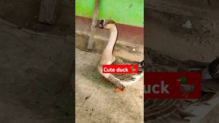 Cute duck 🦆#animals #viral #cute #duck #Hash #amazing #Chicken #shorts #funny #short