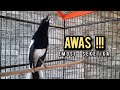 SUARA BURUNG kacer gacor NGEPLONG TARUNG ini paling AMPUH buat PANCINGAN KACER agar EMOSI NYAUT