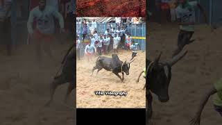 அருமையான வீரரும் காளையும்...!!! #jallikattu #bull #shorts