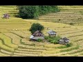 Life in the countryside | Harvest | season | food cooking | Thailand's village lifestyle