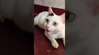 ഇതാരാണ് ഈ സമയത്ത് 😾😾#cat #pets #short #shorts #viral #shortsfeed #trendingshorts #viarlshort