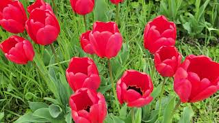 Healing Nature: Early Spring Flowers and Serene Atmosphere