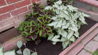 A Coleus and Caladium Shade Garden | Gardening with the Williams'