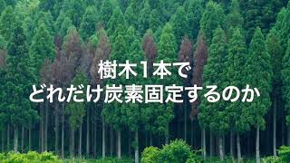 森林による炭素固定