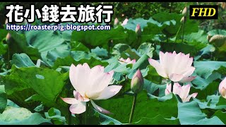 Amazing Lotus Flowers🌸Summer Paddy Field🌸Nature Scenery🌸 Relax Music Sound (@roasterpig.blogspot)