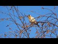 tikli laulaa carduelis carduelis