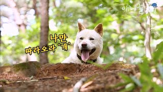 손님들의 지리산 산행길을 안내하는 진돗개가 있다?! 내비'개'이션 정돌이만 따라오세요😎 ① | KBS 단짝 150727 방송