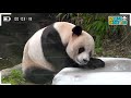 omniscient dad viewpoint a kind father and son kangbao u0026 lebao s daily life🐼│everland panda lebao