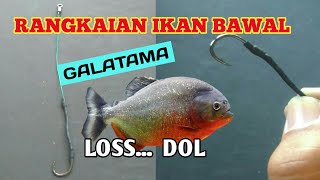 RANGKAIAN IKAN BAWAL GALATAMA