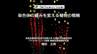 【奈良先端大セミナー】染色体の緩みを変える植物の戦略（植物成長制御研究室（梅田研究室））