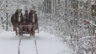Snowy horse-drawn sleigh ride through the woods