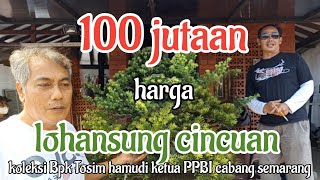 ratusan juta harga bonsai lohansung  Bpk Tosim ketua PPBI SEMARANG#bonsailohansung #cekhargabonsai