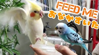 Cockatiel and Budgie Excited for Breakfast・ オカメインコとセキセイインコは朝ご飯が待ちきれない