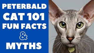 Peterbald Cats 101 : Fun Facts & Myths