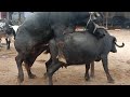 hot buffalo meeting and cow meeting(1)
