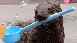 オットセイが打ち水に挑戦＝アクアパーク品川