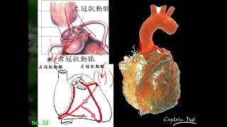 11101(暑輔)選修生物三ch2 1 14 血液循環中體循環的例子 冠狀循環(二恭)