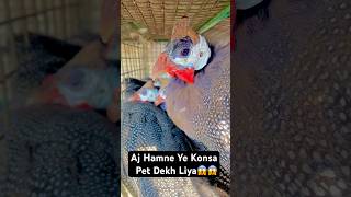 Aj Hamne Ye Konsa Pet Dekh Liya😱 #shorts #minivlog #dailyvlog #shortsfeed #pets #pigeon