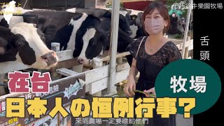 【北港3】餵牛就想到那個…｜女兒橋l北港天空之橋l千巧谷牛樂園牧場l台湾で牛に餌やり。