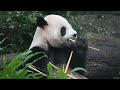 圓寶擁有吃不完的竹子 經常選擇障礙發作 yuan bao has endless bamboo to eat. 20241227 taipei zoo giant panda