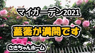 ﾏｲｶﾞｰﾃﾞﾝ2021 4K動画　2021年5月18日②　薔薇の開花が本番を迎えています。