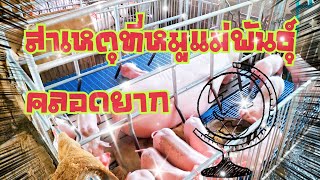 สาเหตุที่หมูแม่พันธุ์คลอดยาก#ธนสารฟาร์ม #คนเลี้ยงหมู #ธนสารการเกษตร #เรื่องเล่า