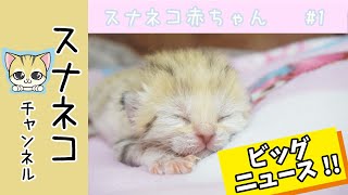 【スナネコチャンネル】“スナネコ赤ちゃん”　 #1　8/23誕生