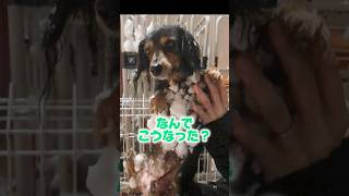 愛犬が大好きな雪遊びを楽しんだ結果 #shorts #dog #犬 #雪 #犬のいる暮らし #かわいい犬 #ペット #ミニチュアダックス