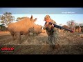 STROOP - The journey into the rhino horn war