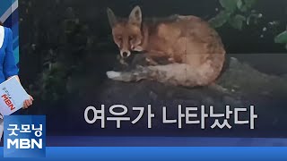 [인터넷 와글와글]여우가 나타났다/실업자의 메모/열기구와 비행기 [굿모닝 MBN]