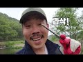 운전만 16시간 거리는 1400km 우리나라를 한 바퀴 돌아서 잡은 생태계 교란종을 고급스럽게 요리해서 먹어보자