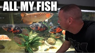 ALL my aquariums and fish - The king of DIY aquarium gallery - 2023 final update