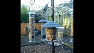 A beautiful great tit visiting the bird feeder 😍 #greattit #gardenbirds #ukbirds #wildbirds #birds