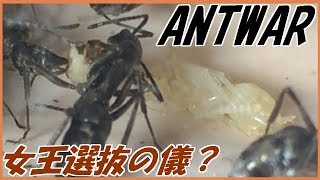 蟻戦争Ⅱ＃74 トゲオオハリアリの王位継承問題。編～The problem of an ant inheriting the throne～