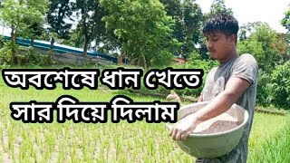 অবশেষে ধান খেতে সার দিয়ে দিলাম Finally I gave fertilizer to eat rice