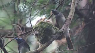 サンコウチョウの巣立ち直前(5/5)20160628