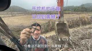 在农村开挖机真有趣：因为会有意外收获，你看这不挖了好多条黄鳝