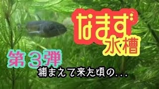 ナマズ  鯰  ガサガサで捕まえた頃  Japanese common catfish