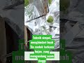 Teknik simpel menghindari buah Tin rontok terkena air hujan yang mengandung asam #pemulabelajartv