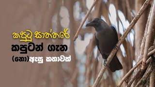 කපුටු සාත්තරේ | Story about Crow