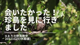 ずっと会いたかった珍鳥に会いに行ってきました！(ひかりの野鳥散歩)