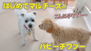 はじめてマルチーズとパピーチワプー　🐶ひみつきちなう！①🐶  (チワワ トイプードル ミニチュアシュナウザー コーギー ミニチュアダックス キャバリア 柴犬) 2022年7月14日