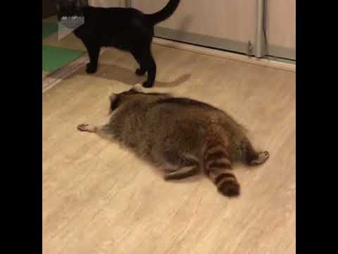 Fat raccoon plays with a cat Fat raccoon plays with a cat