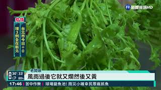 豪雨菜價飆新高! 香菜每台斤漲三倍｜華視新聞 20210810