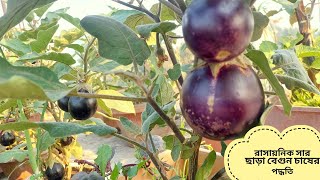 রাসায়নিক সার ছাড়া বেগুন চাষ করার পদ্ধতি।How to plant eggplant trees without chemicals| Begun chash|